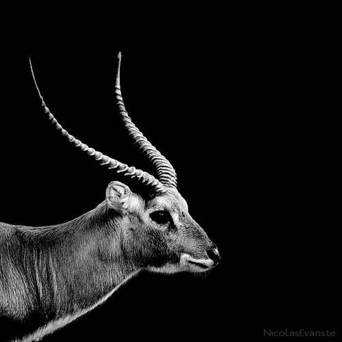 black and white animal photography