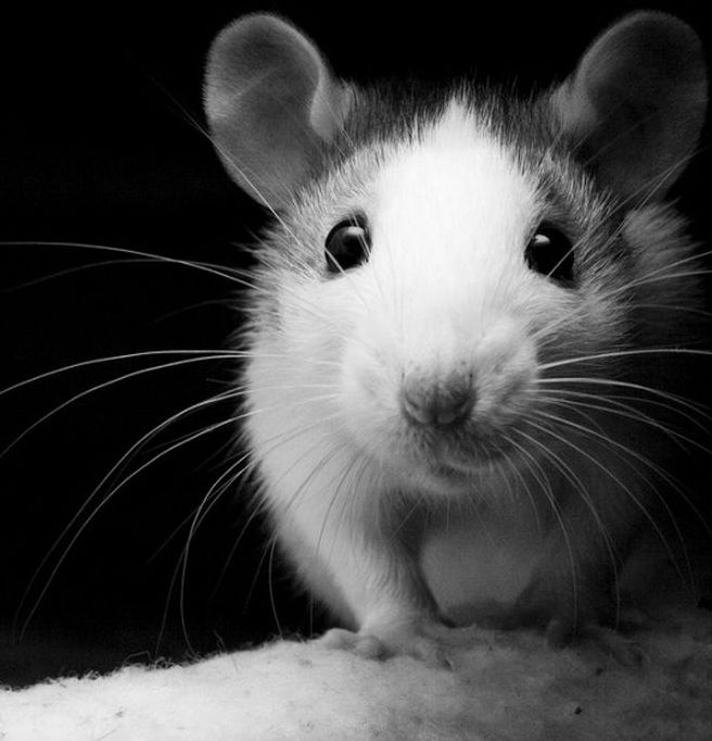 black and white animal photography