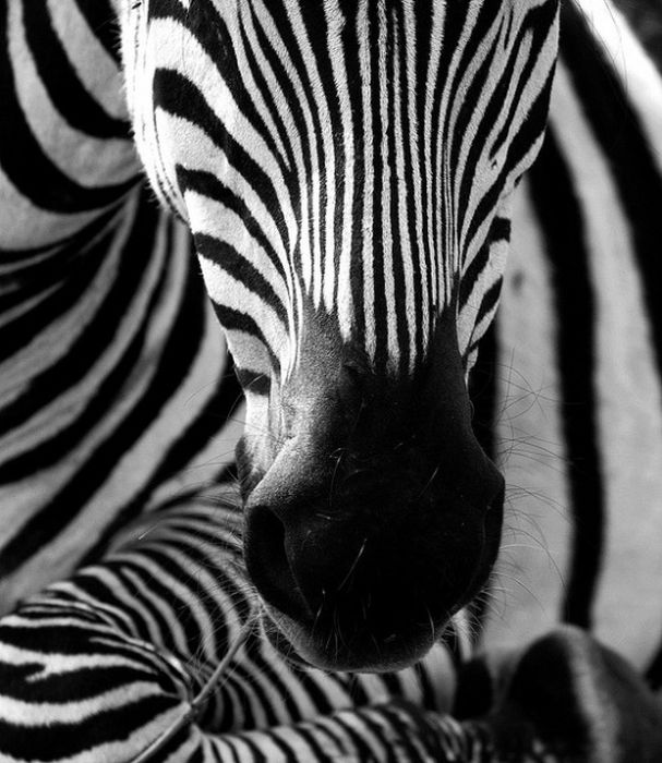 black and white animal photography