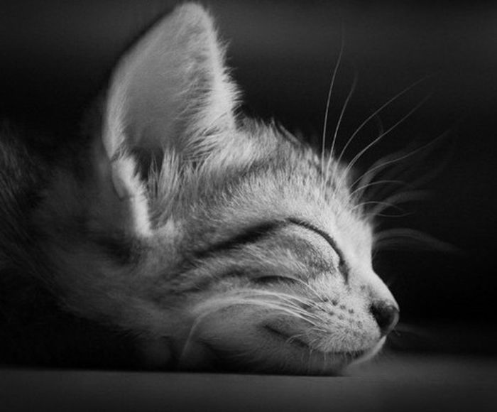 black and white animal photography