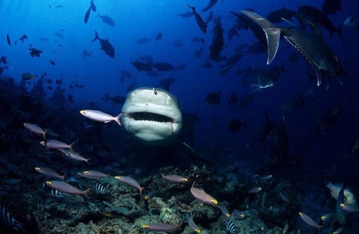 bull shark