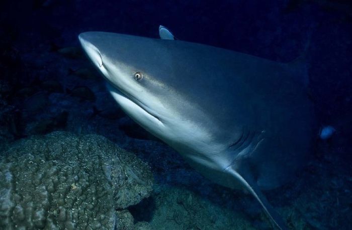 bull shark