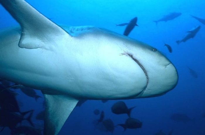 bull shark