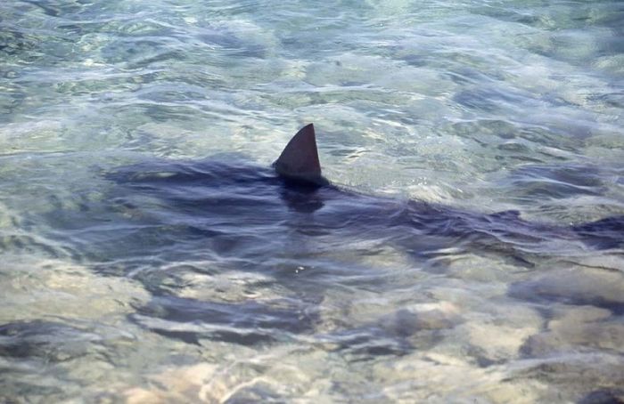 bull shark