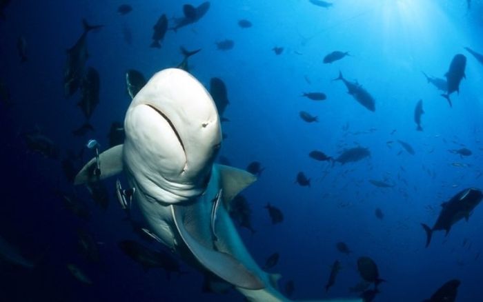 bull shark