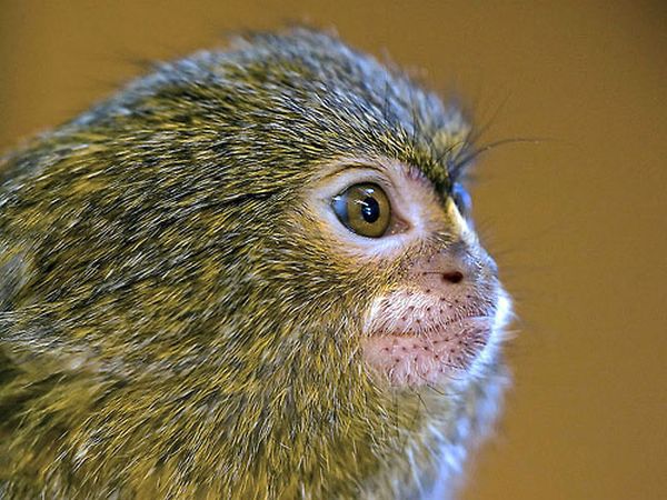 pygmy marmoset