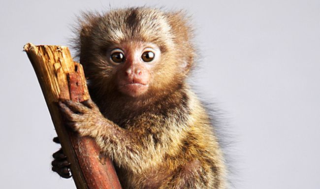 pygmy marmoset