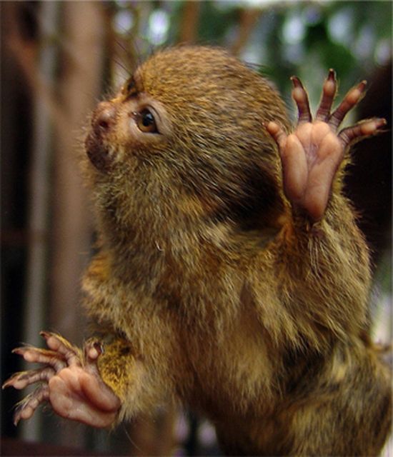 pygmy marmoset