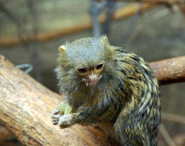 pygmy marmoset