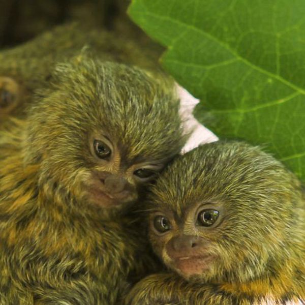 pygmy marmoset