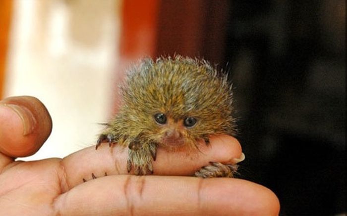 pygmy marmoset