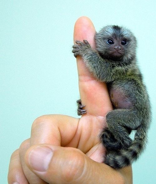 pygmy marmoset