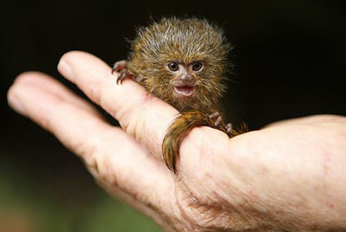 pygmy marmoset