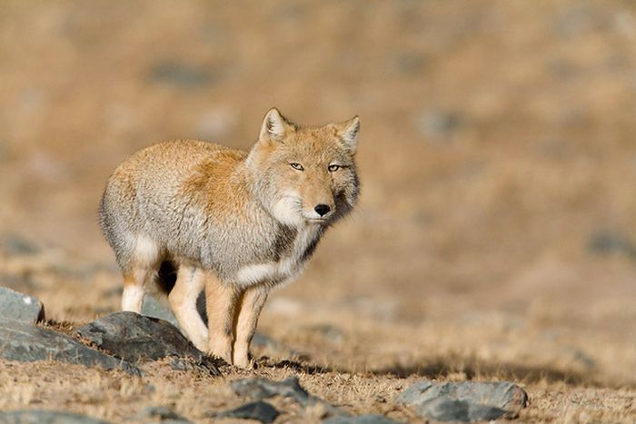 tibetan sand fox