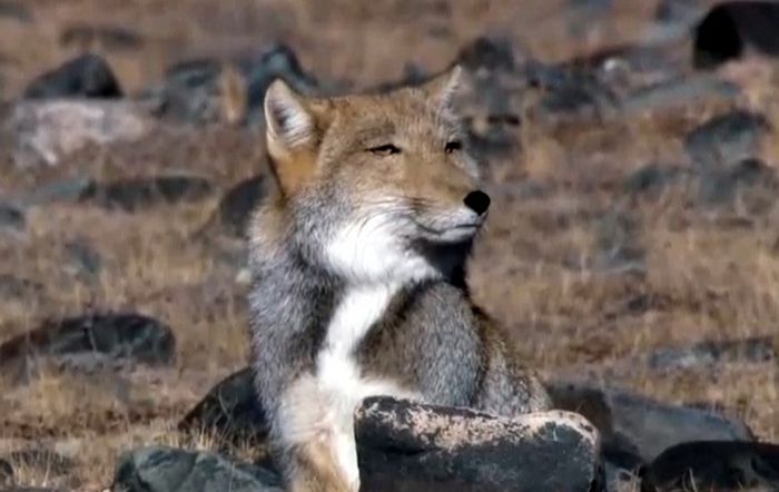 tibetan sand fox