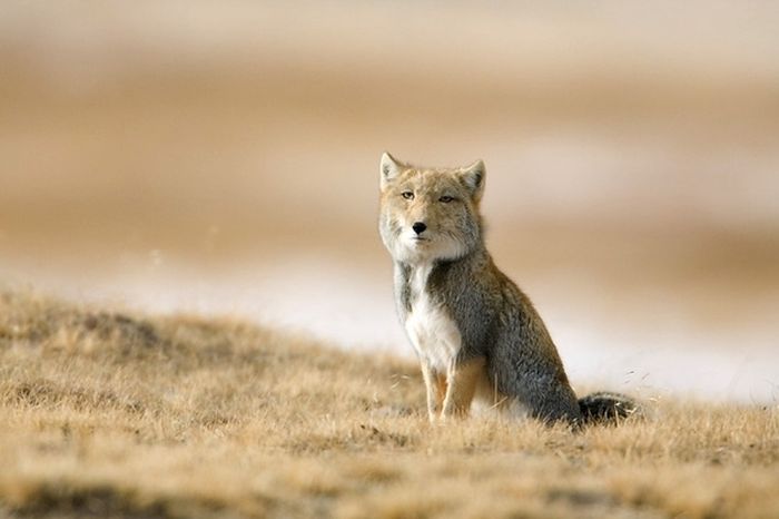 tibetan sand fox