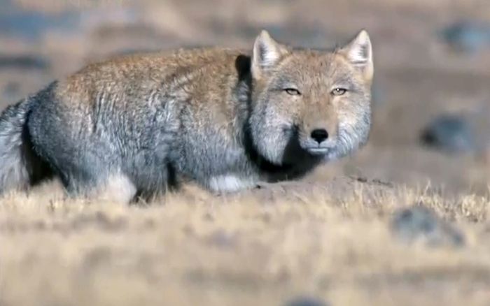 tibetan sand fox