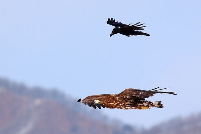 crow flying above the eagle