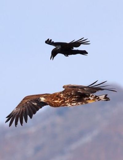 crow flying above the eagle