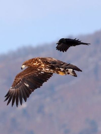 crow flying above the eagle