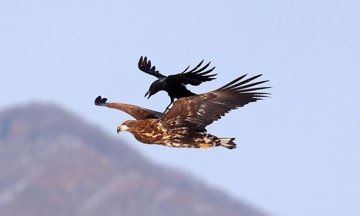 crow flying above the eagle