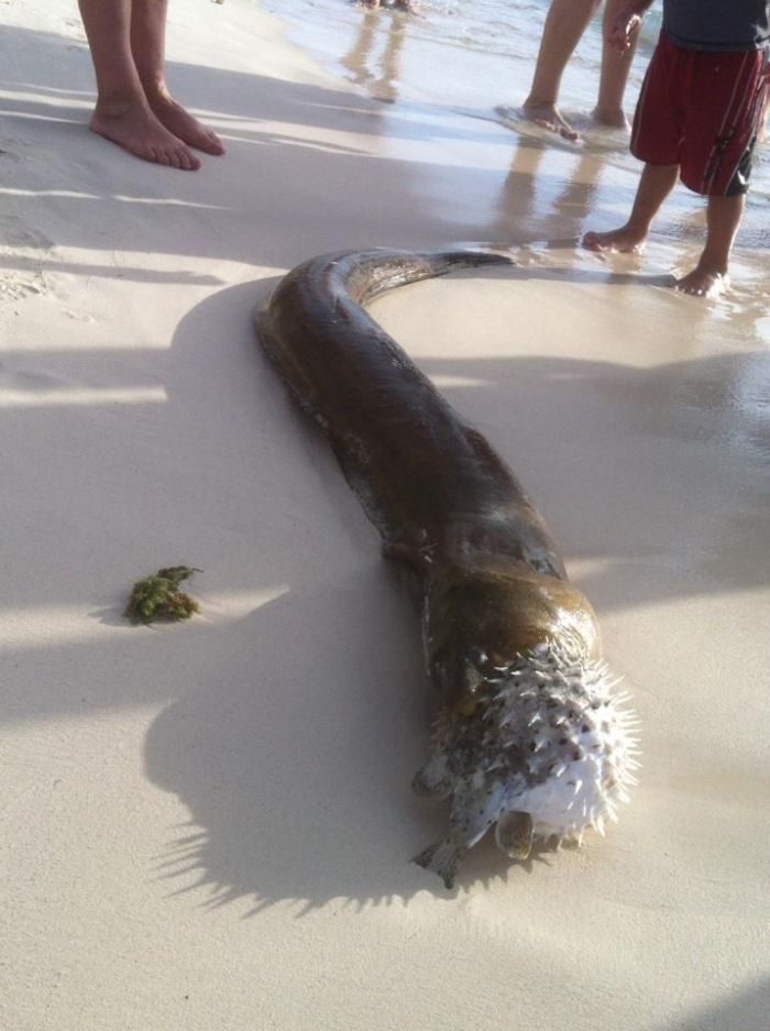 moray eel killed by a pufferish