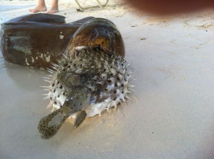 moray eel killed by a pufferish