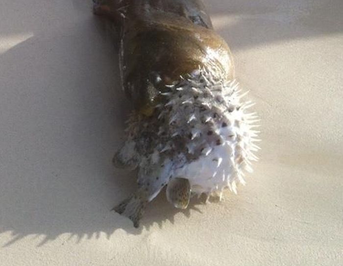 moray eel killed by a pufferish