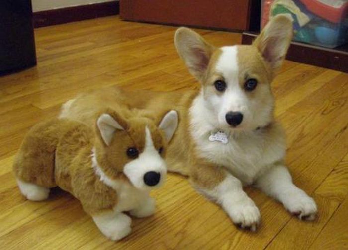 pets with stuffed toys