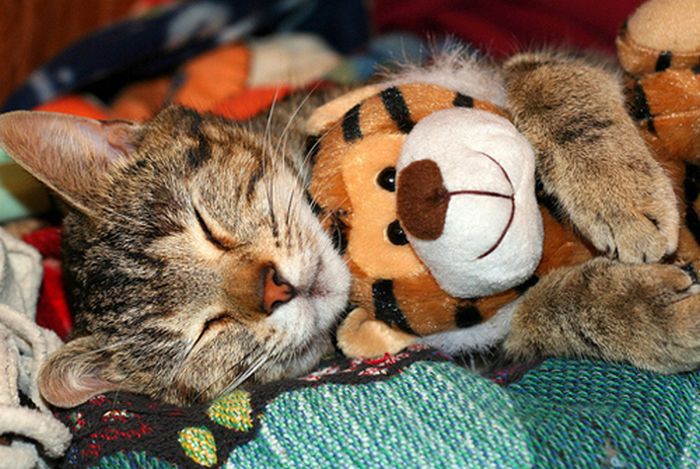 pets with stuffed toys