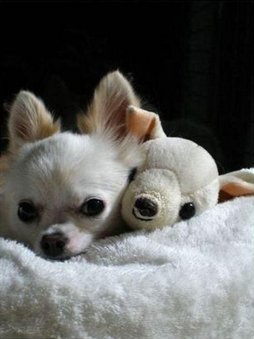 pets with stuffed toys