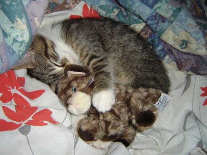 pets with stuffed toys