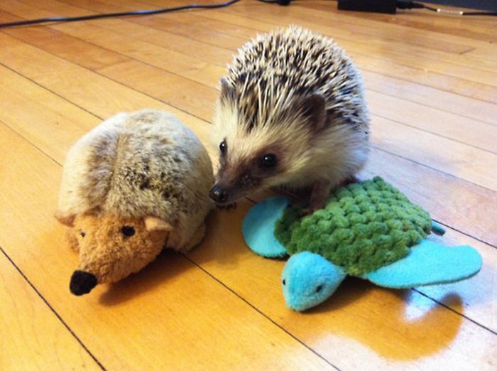 pets with stuffed toys