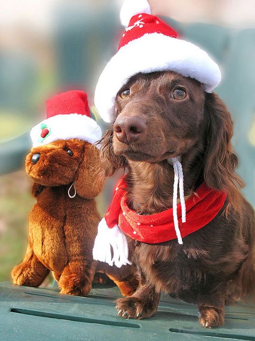 pets with stuffed toys