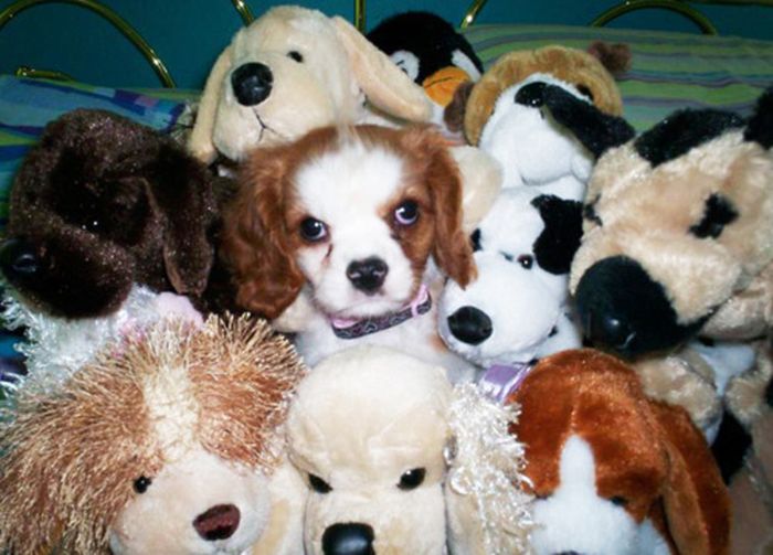 pets with stuffed toys