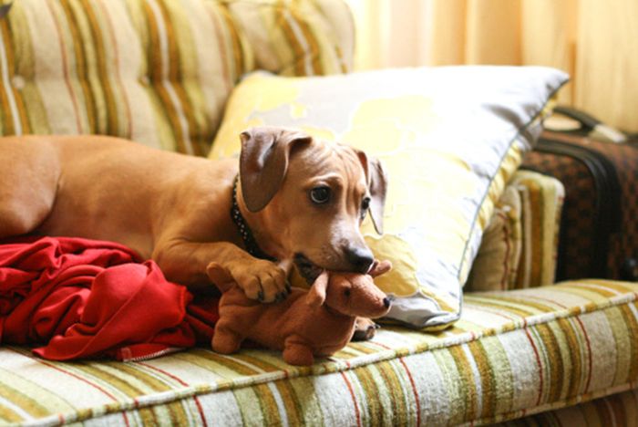 pets with stuffed toys