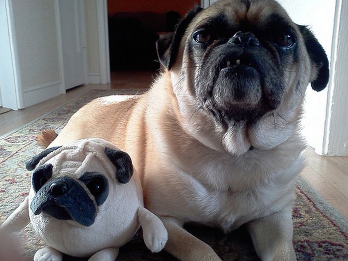 pets with stuffed toys