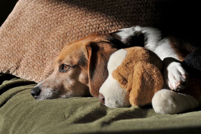 pets with stuffed toys