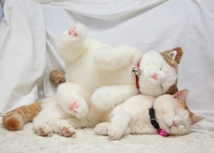 pets with stuffed toys