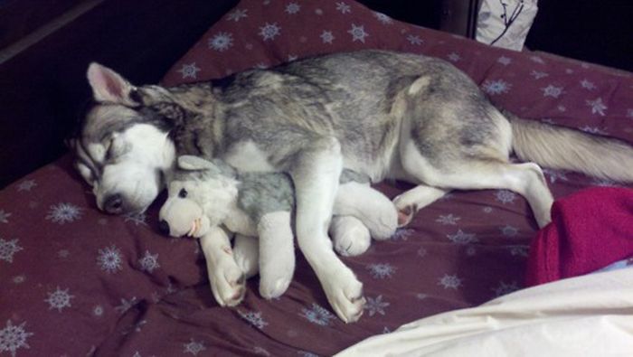 pets with stuffed toys