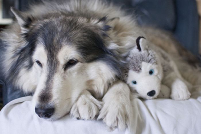 pets with stuffed toys