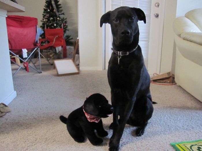 pets with stuffed toys