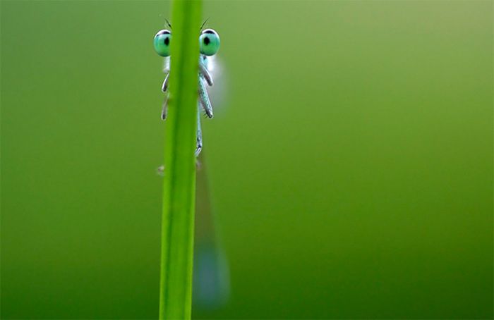 animal photography