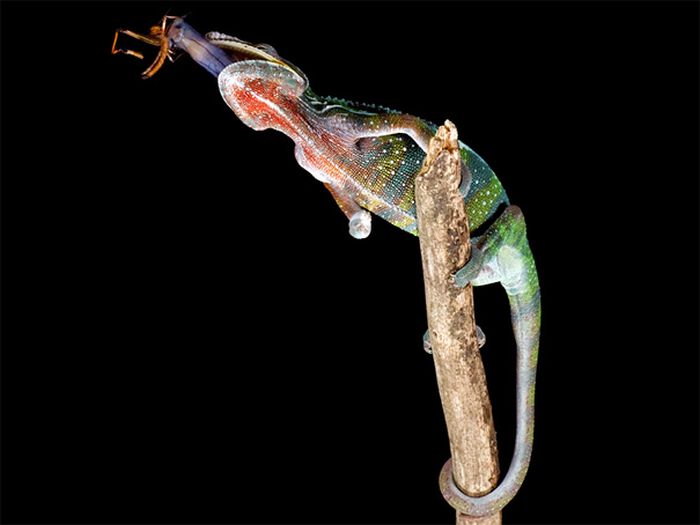 animal photography