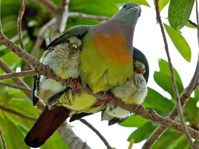 animal photography