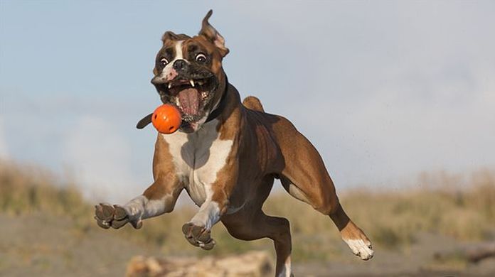 animal photography