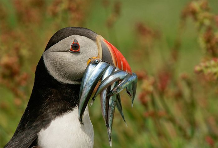 animal photography