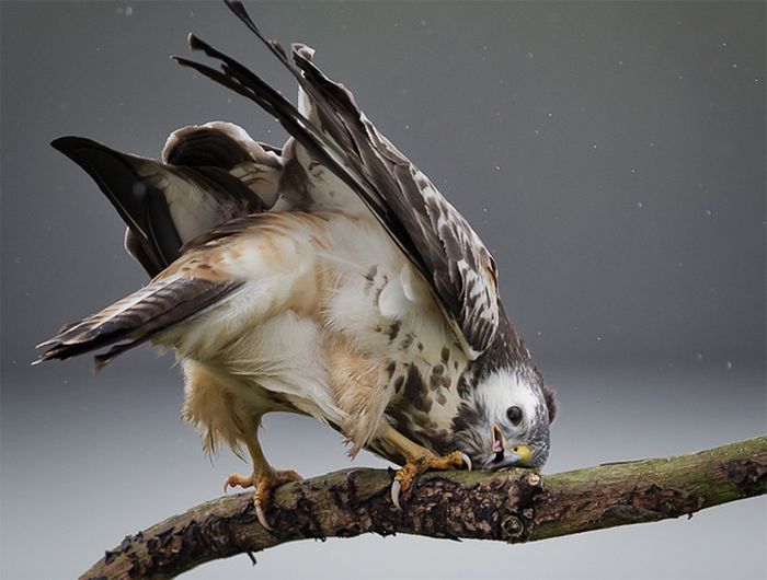 animal photography
