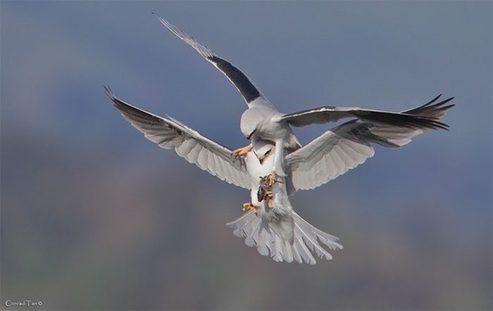 animal photography