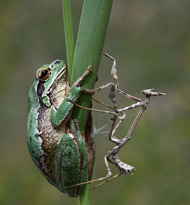 animal photography